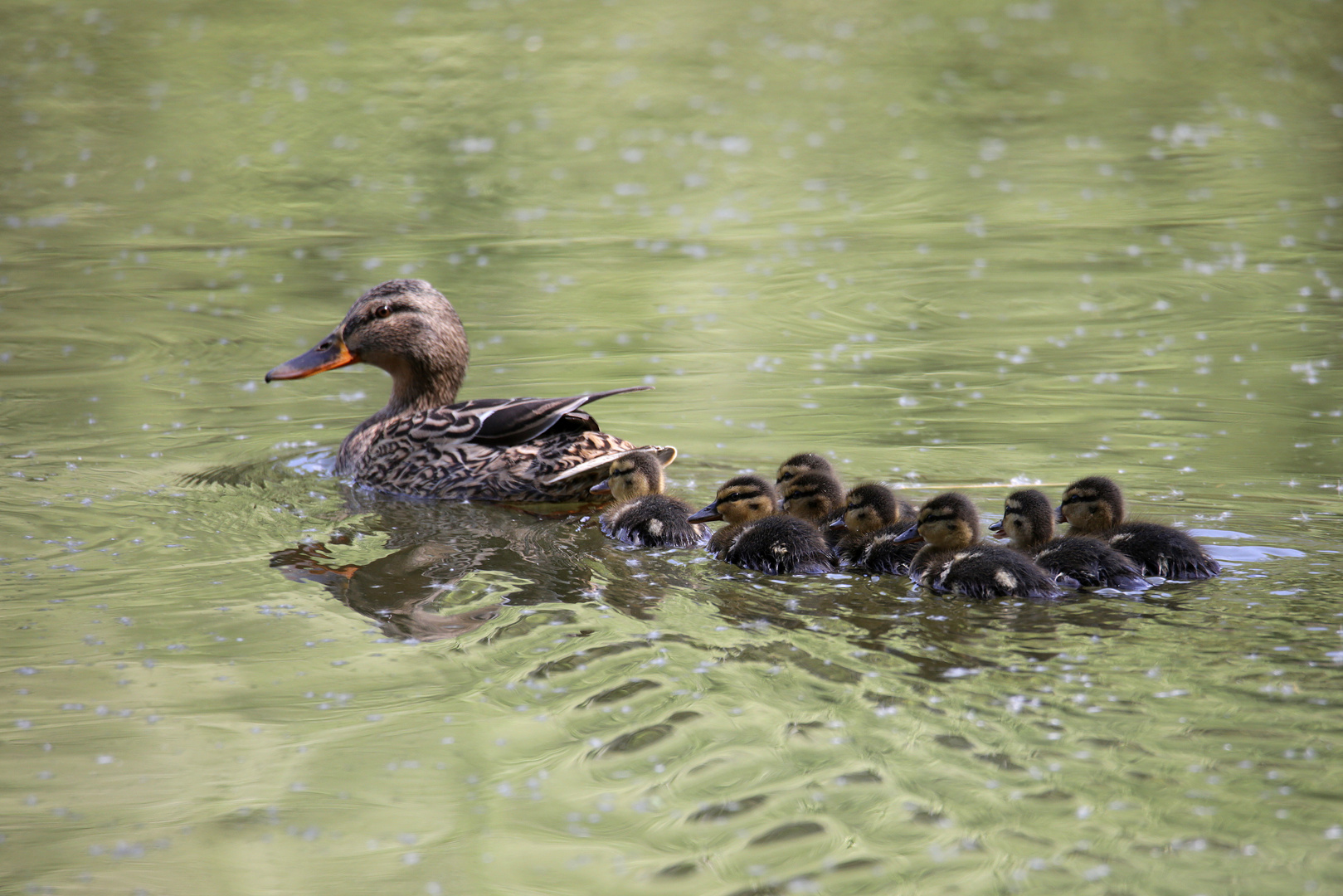 Familie Stockente