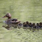 Familie Stockente