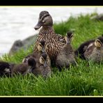 Familie Stockente auf Nahrungssuche