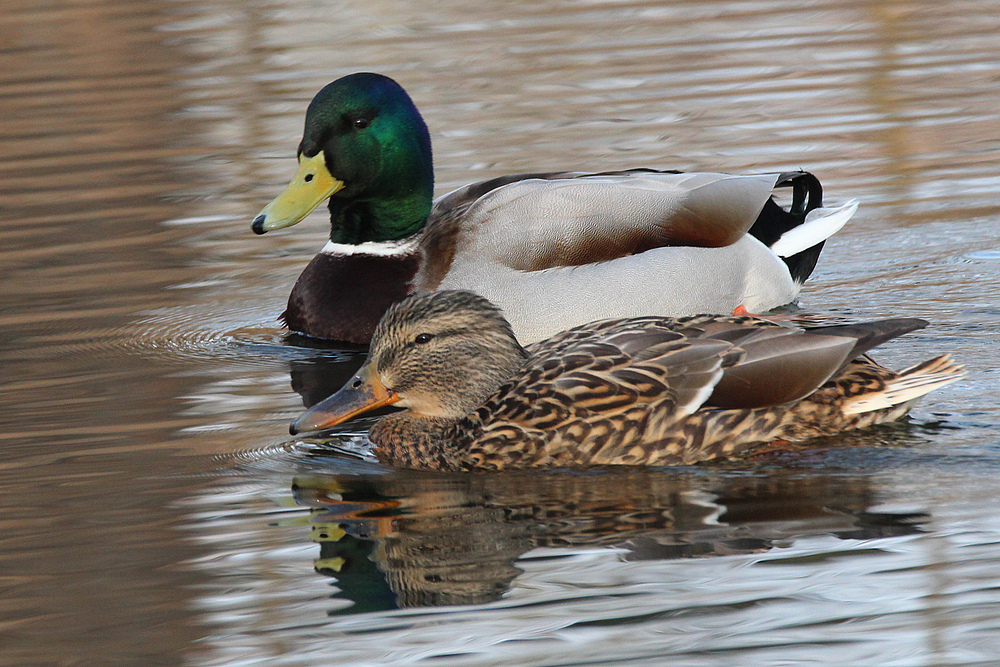 Familie Stockente beim morgendlichen gemeinsamen Schwimmen.