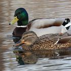 Familie Stockente beim morgendlichen gemeinsamen Schwimmen.