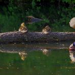 Familie Stockente gespiegelt