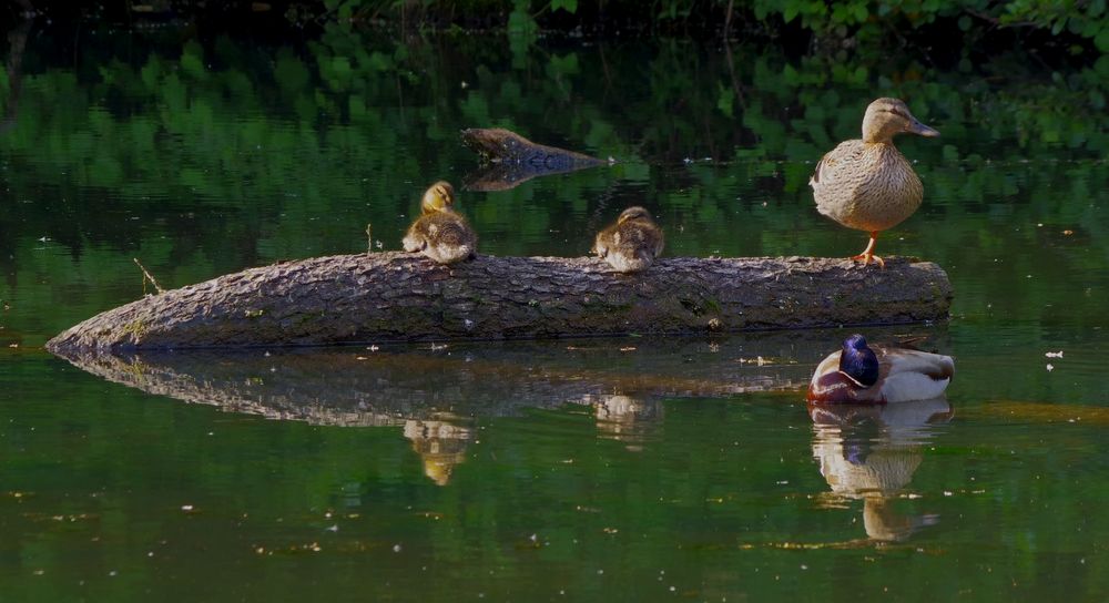 Familie Stockente gespiegelt