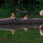 Familie Stockente gespiegelt