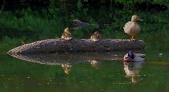 Familie Stockente gespiegelt