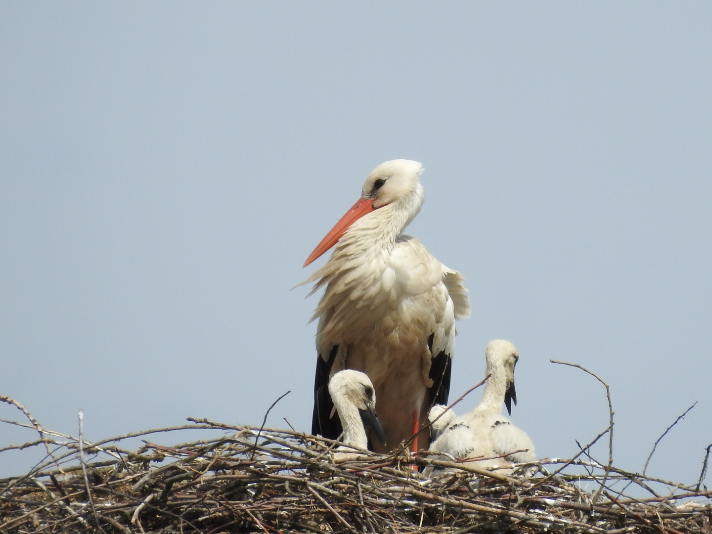 Familie Storch