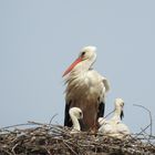 Familie Storch