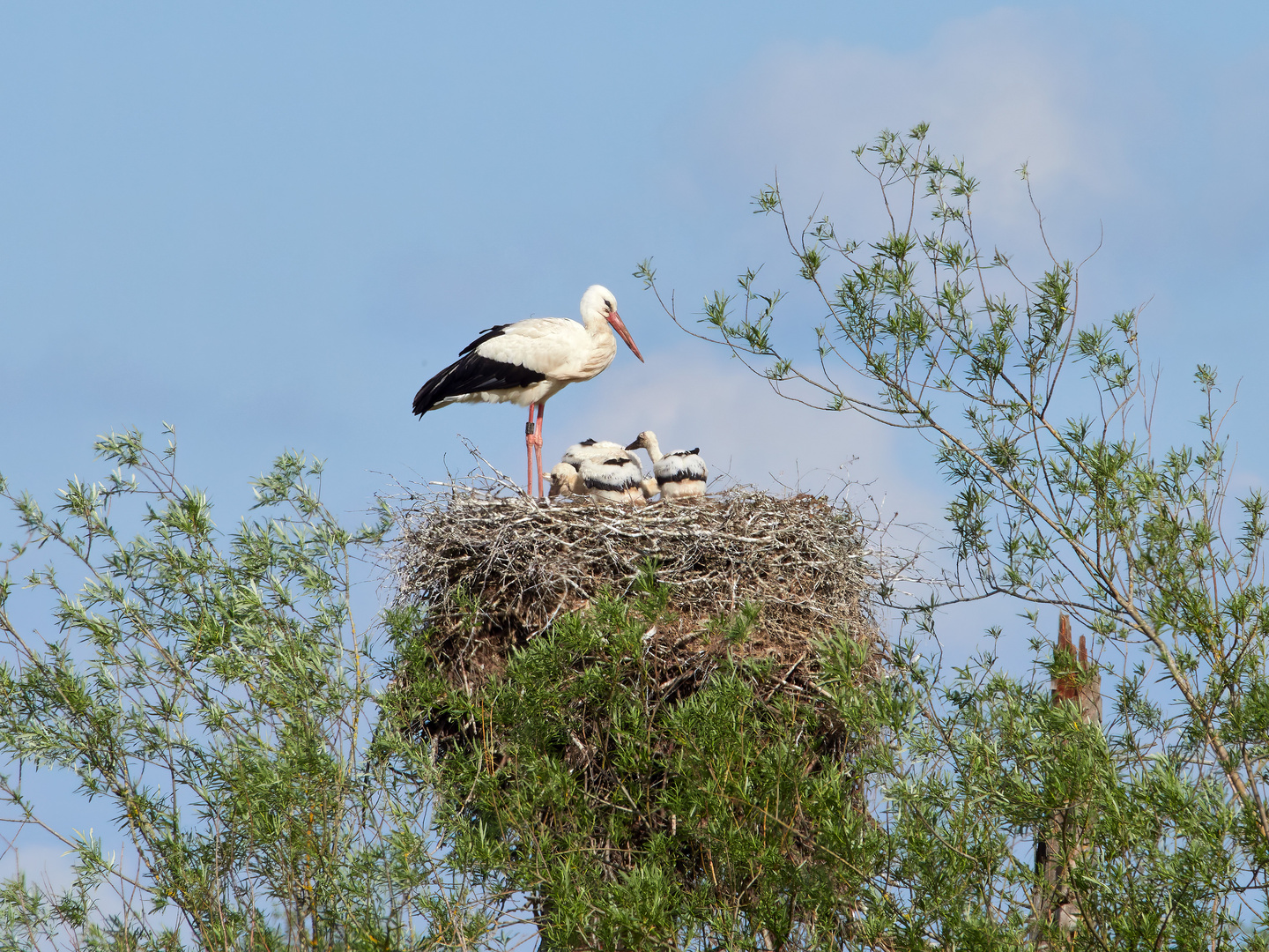 Familie Storch