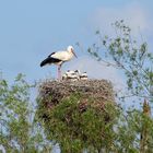 Familie Storch