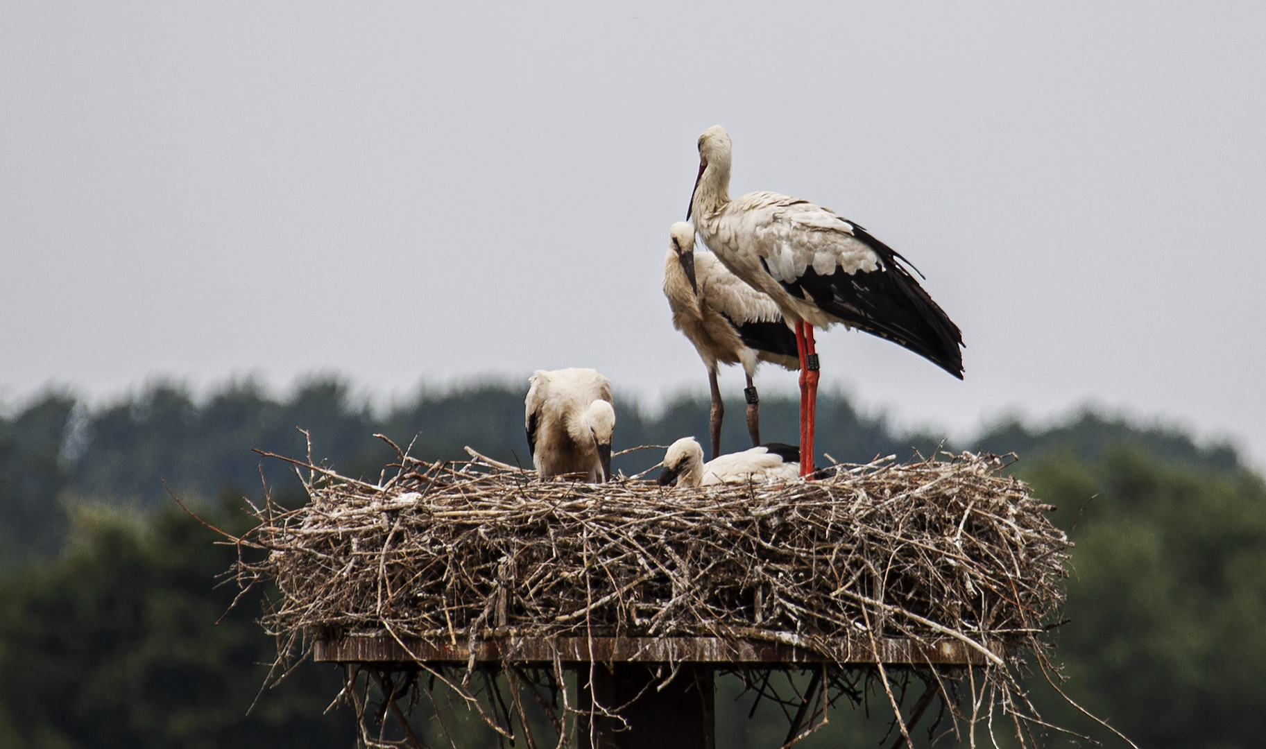 Familie Storch 2