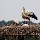 Familie Storch 2