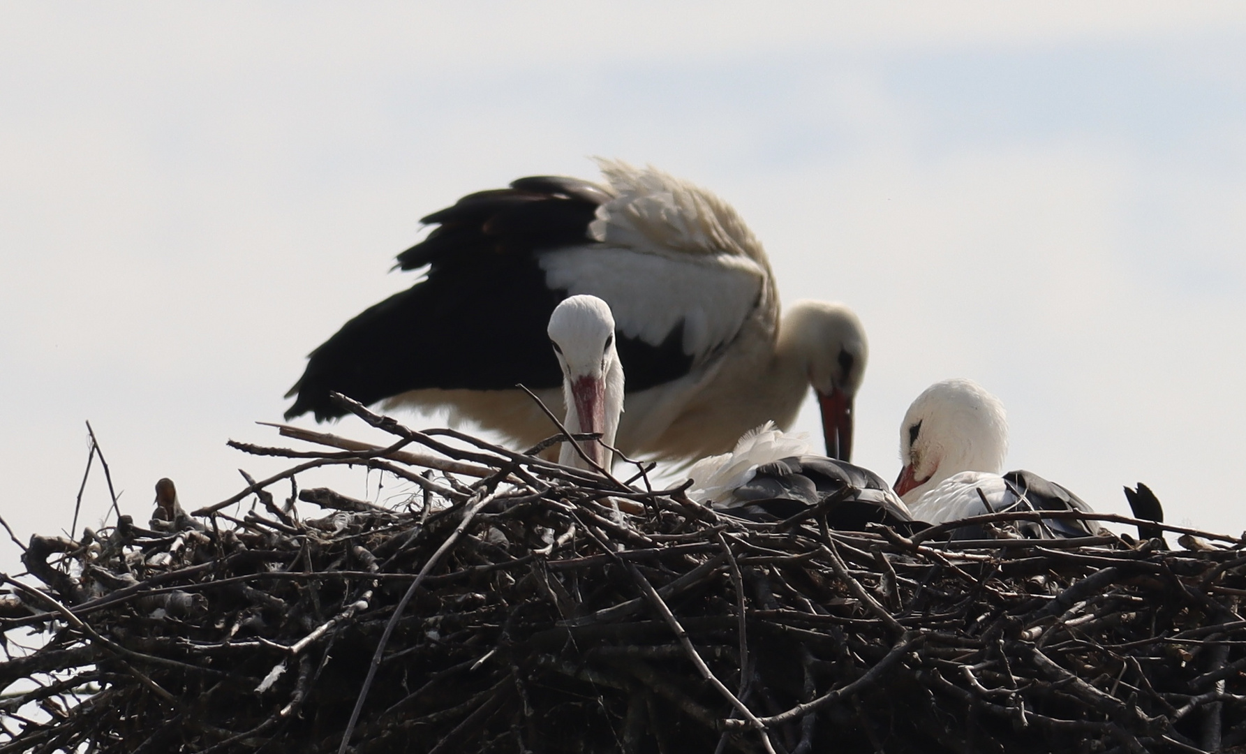 Familie Storch….