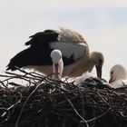 Familie Storch….