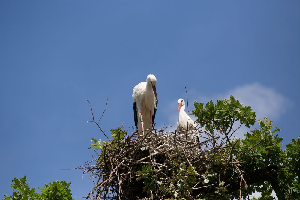 Familie Storch