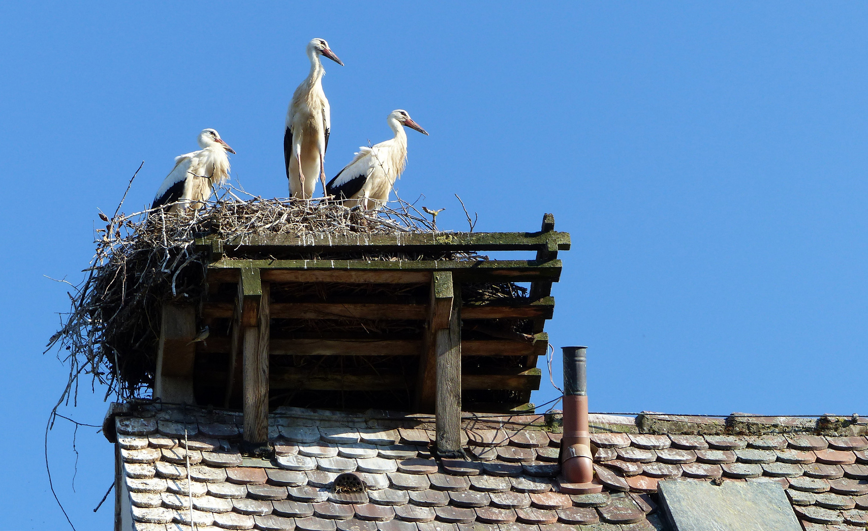 Familie Storch.... 