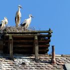 Familie Storch.... 