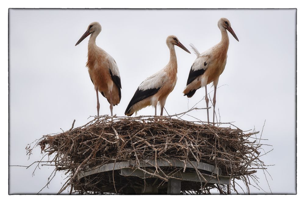 Familie Storch