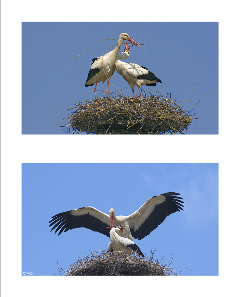 Familie Storch