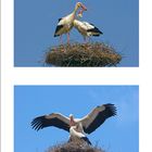 Familie Storch