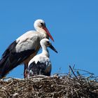 Familie Storch