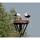 Familie Storch.....