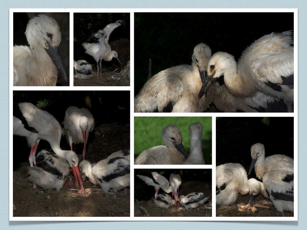 Familie Storch