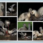 Familie Storch