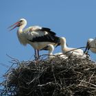 Familie Storch