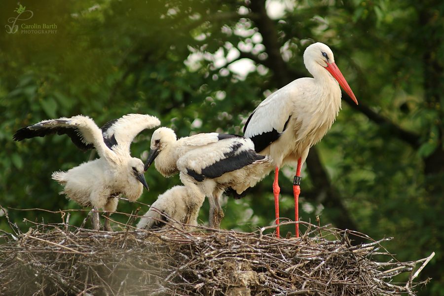 Familie Storch