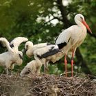 Familie Storch