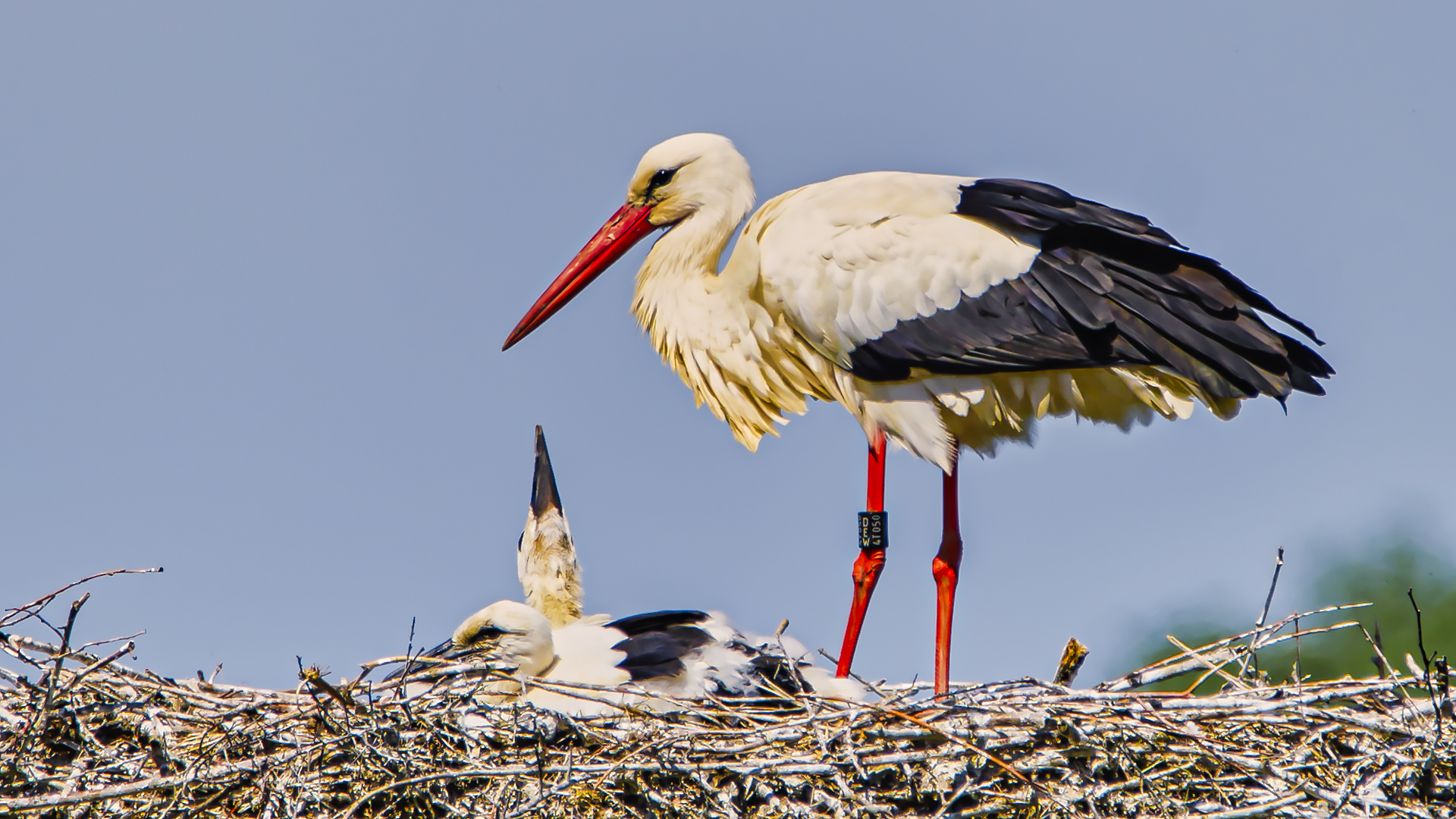 Familie Storch