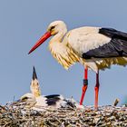 Familie Storch