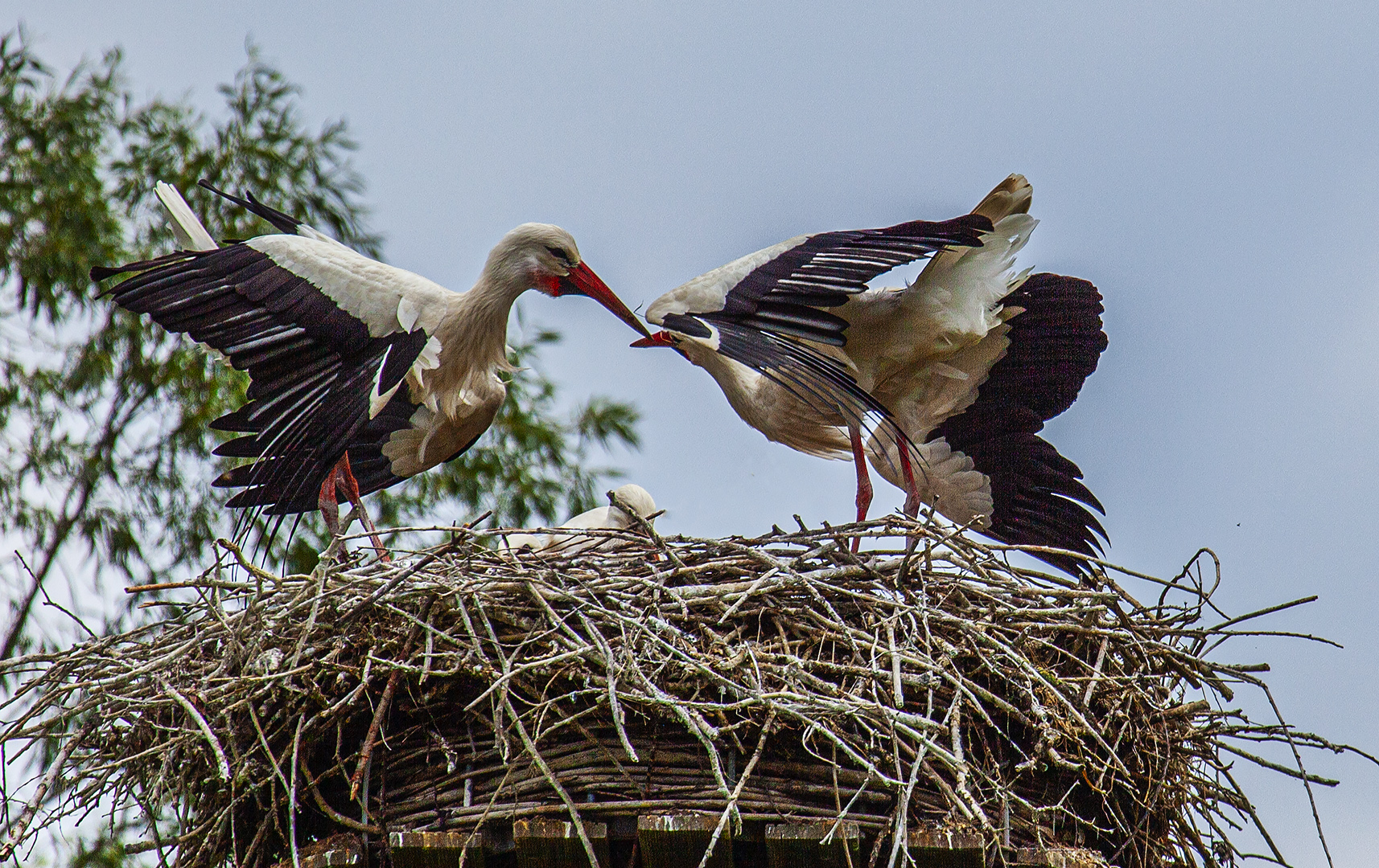 Familie Storch