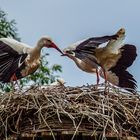 Familie Storch