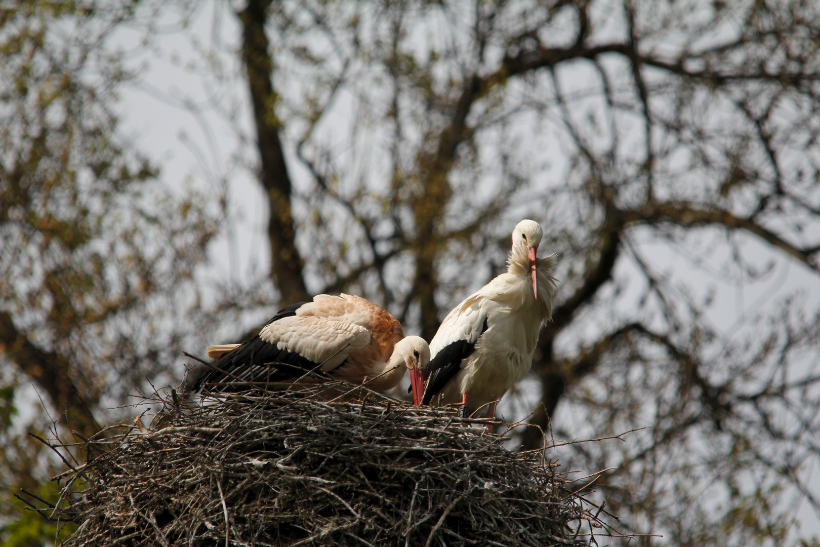 Familie Storch