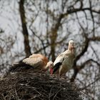 Familie Storch