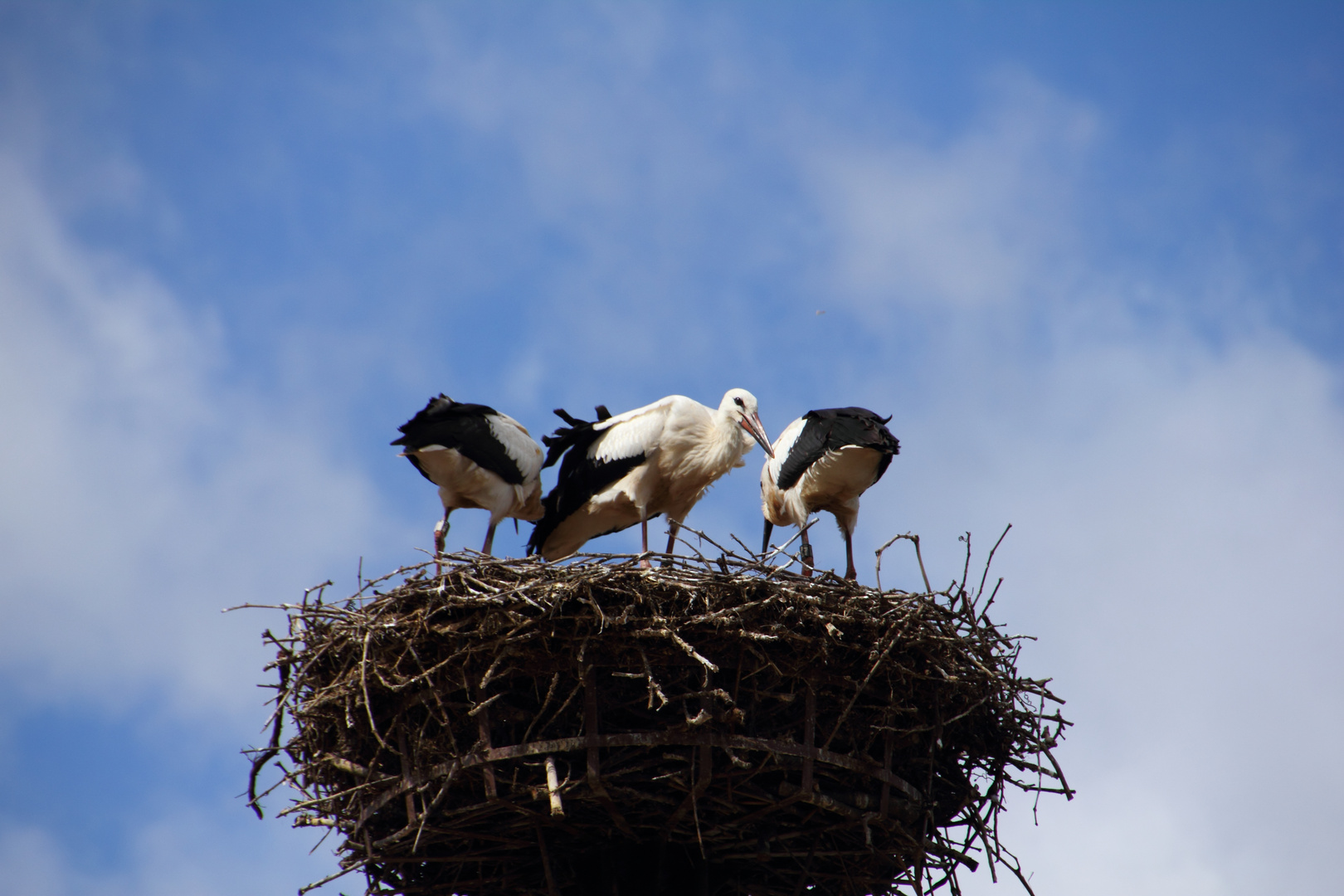 Familie Storch