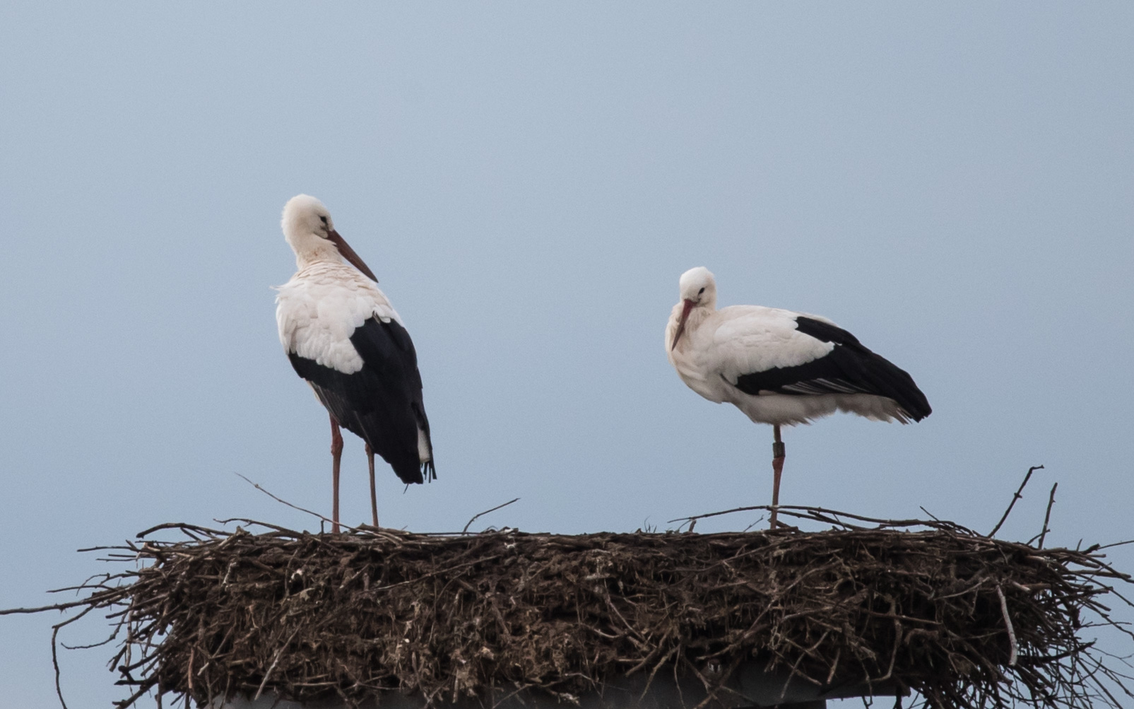 Familie Storch