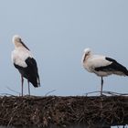 Familie Storch