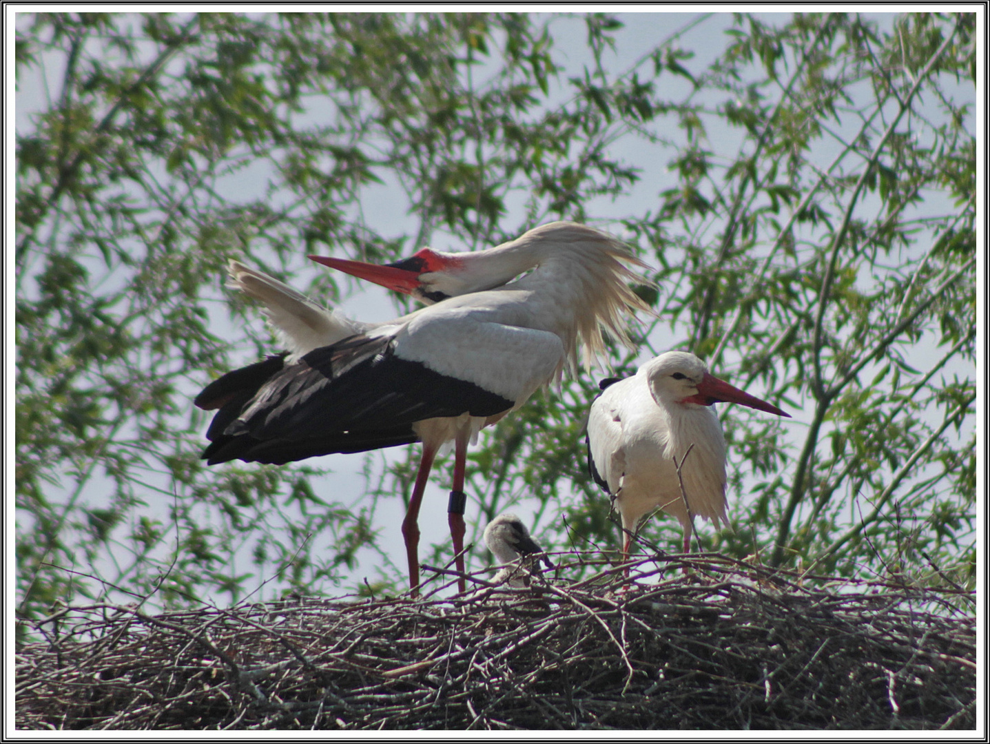 Familie Storch