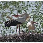 Familie Storch