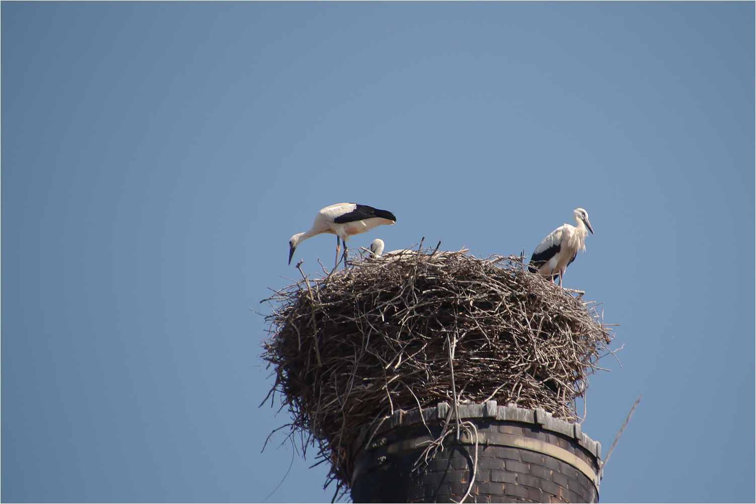 Familie Storch