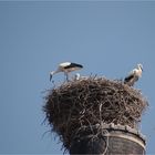 Familie Storch