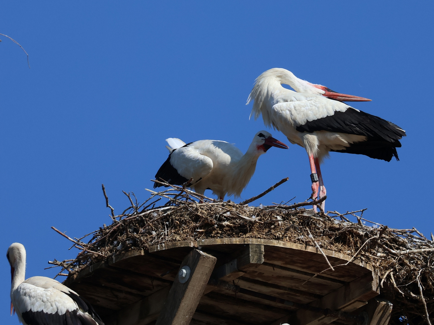 Familie Storch