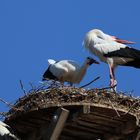 Familie Storch