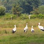 Familie Storch