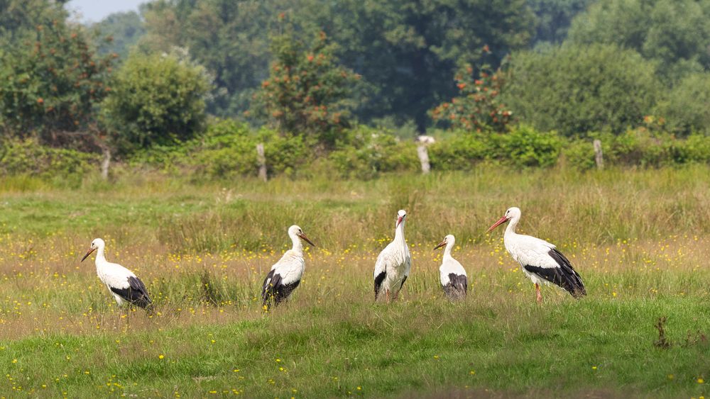Familie Storch