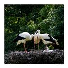 Familie Storch