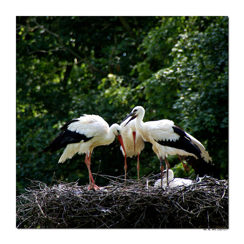 Familie Storch