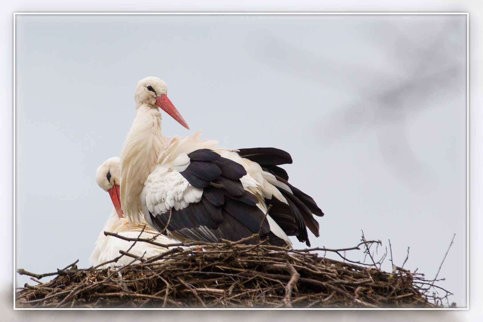 Familie Storch...